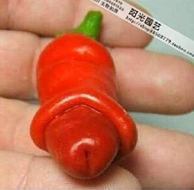 Garden Plants Peter Seed Chili Vegetable Penis Chili Pepper