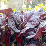 Red-Leaf Chard Seeds