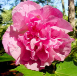 Hibiscus Plant Seeds Perennial Hibiscus Mutabilis (Color: 6)