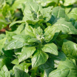 New Zealand Spinach Seeds