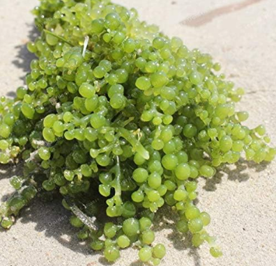 Caulerpa lentillifera Seed Edible Seaweed Highly Nutritious Juicy