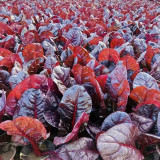 Red-Leaf Chard Seeds