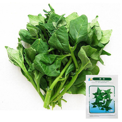New Zealand Spinach Seeds