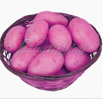 Purple Potato Seed (Color: 1)