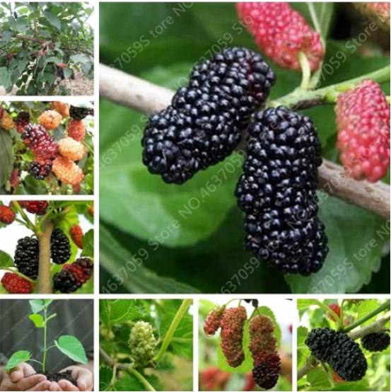 Rare Mulberry Seed Large Super Sweet Non-GMO (Color: Mixed)
