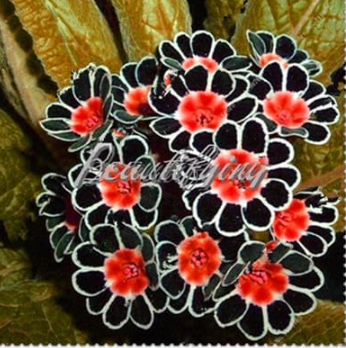 European Gaint Primrose Seed Perennial Flower (Color: 6)