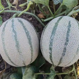 Basketball Green Hybrid Melon Seeds