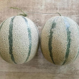 Basketball Green Hybrid Melon Seeds