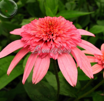 Echinacea purpurea SEEDS Perennial chrysanthemum potted plants