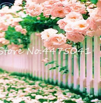 Climbing Rose Seed Perennial Indoor Climbing Charming Rose (Color: 16)