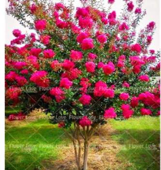 Crape Myrtle - Lagerstroemia Indica 'Natchez' Perennial Flower Seed (Color: 6)