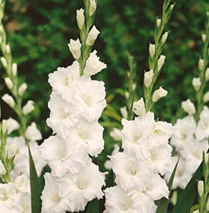 Gladiolus Flower Seeds Rare Sword Lily (Color: 1)