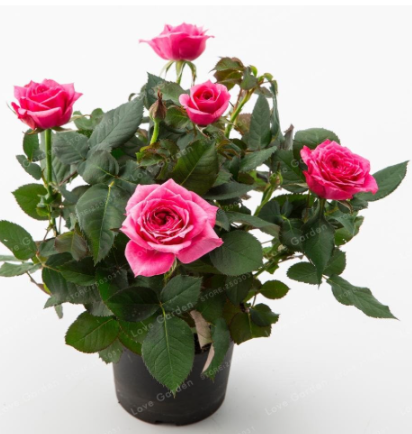 Mini Rose Seed Home Garden Bright and Beautiful Potted Flowers (Color: 4)