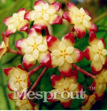 Potted Hoya Carnosa Flower Seeds Perennial Planting