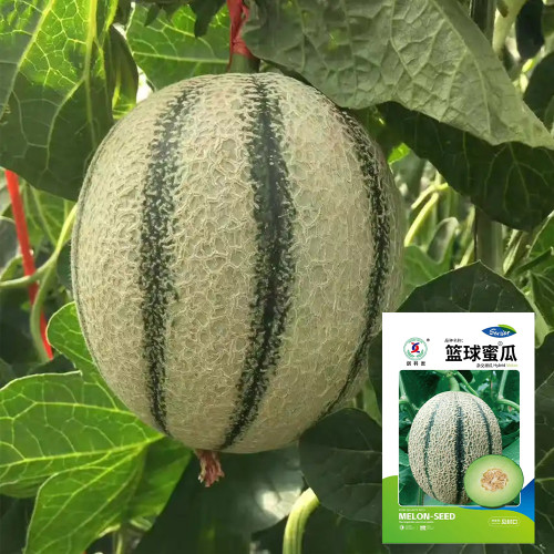 Basketball Green Hybrid Melon Seeds