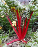 Rhubarb Seeds, Swiss Thistle, Organic