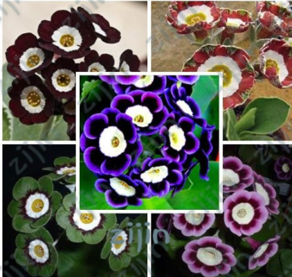 Scarce Rare Phantom Petunia Flower Seeds Mixed