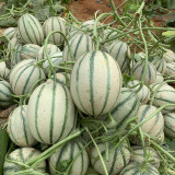 Basketball Green Hybrid Melon Seeds