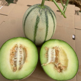Basketball Green Hybrid Melon Seeds