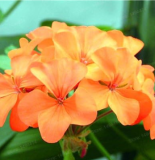 Geranium Flower Seeds (Color: Orange)