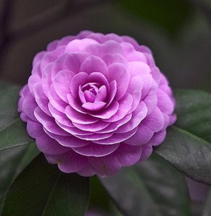 Camellia Seed Common Camellia Flowers (Color: 6)