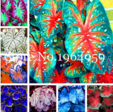 Rainbow Caladium Seed (Color: Mixed)