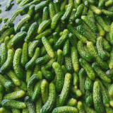 Dutch Pickling Cucumber Seeds