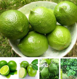 Green Lemon Seeds Fruit Garden Terrace Outdoor Orchard Farm Family Potted