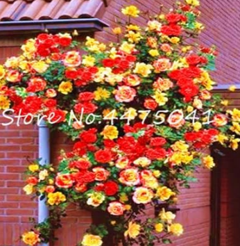 Climbing Rose Seed Perennial Indoor Charming Rose for Home Garden (Color: 8)