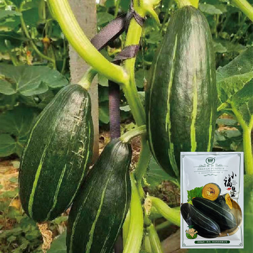 Sweet Lucky Star Pumpkin Seeds