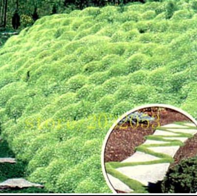 Moss Heirloom Flowering GROUNDCOVER - Irish Moss Forms Lush Green Carpet