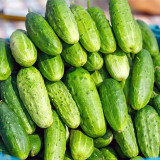 Dutch Pickling Cucumber Seeds
