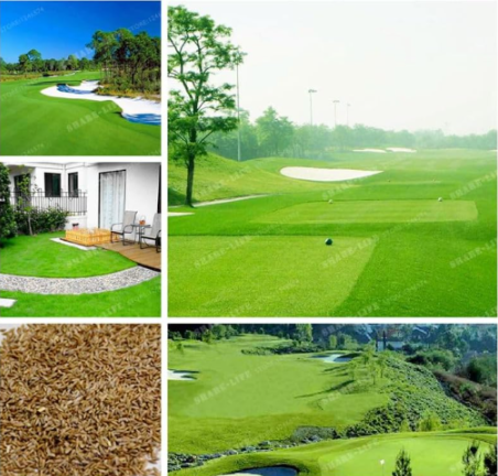 Green Source Turfgrass Grass Seed Evergreen Lawn