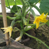 Dutch Pickling Cucumber Seeds