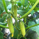 Dutch Pickling Cucumber Seeds
