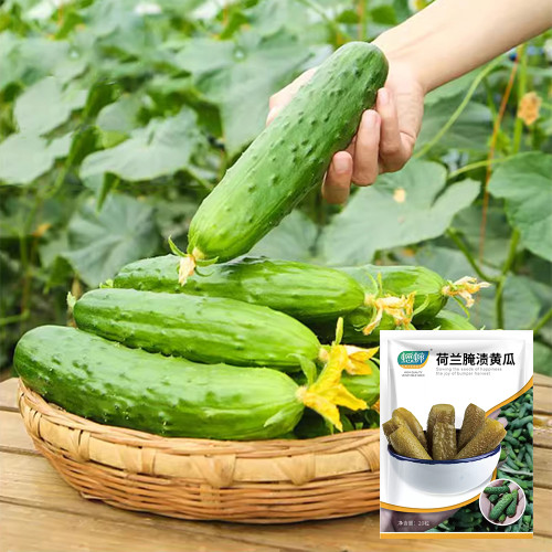 Dutch Pickling Cucumber Seeds