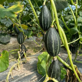 Sweet Lucky Star Pumpkin Seeds