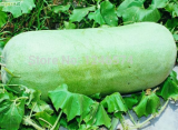 Chinese Green Vegetable Winter Melon Seed for Home Garden Plants