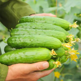 Dutch Pickling Cucumber Seeds