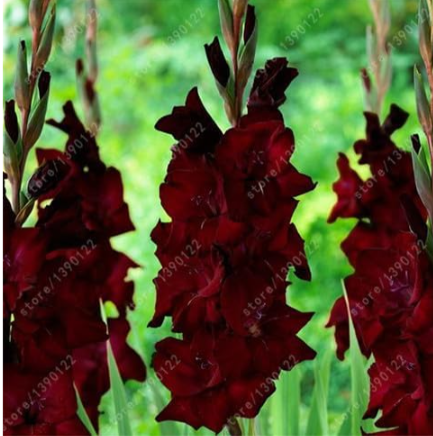 Gladiolus Bulbs Beautiful Flower Bulbs symbolizes Nostalgia (Color: 6)