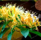 Cape Honeysuckle (Tecomaria Capensis) Seed Fresh Exotic Flower