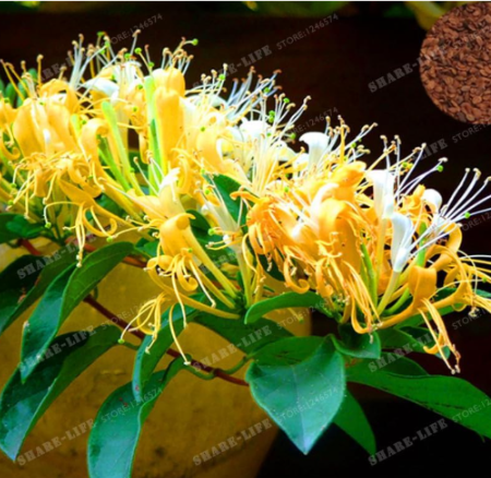 Cape Honeysuckle (Tecomaria Capensis) Seed Fresh Exotic Flower