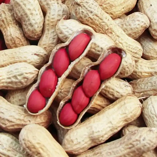 Four-Kernel Red Peanut Seeds - Fast-Growing, Disease-Resistant, High Germination Rate