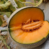 Shuaiguo No.9 Netted Melon Seeds
