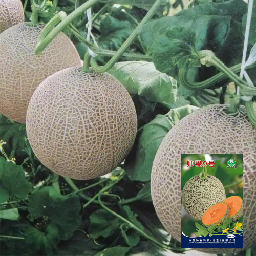 Shuaiguo No.9 Netted Melon Seeds