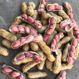 Four-Kernel Red Peanut Seeds - Fast-Growing, Disease-Resistant, High Germination Rate
