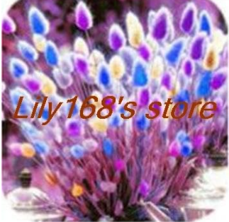 Ornamental grasses Seed, Bunny Tails Lagurus Ovatus (Color: A9)