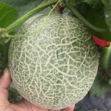 Shuaiguo No.9 Netted Melon Seeds