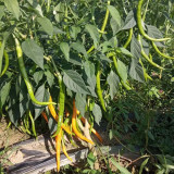 Huangdi Linear Chili Pepper Seeds
