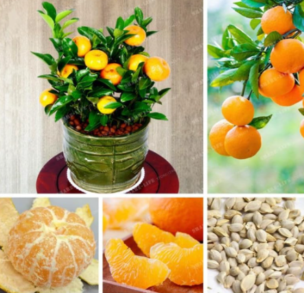 Citrus Seed Edible Fruit Seed Mandarin Orange
